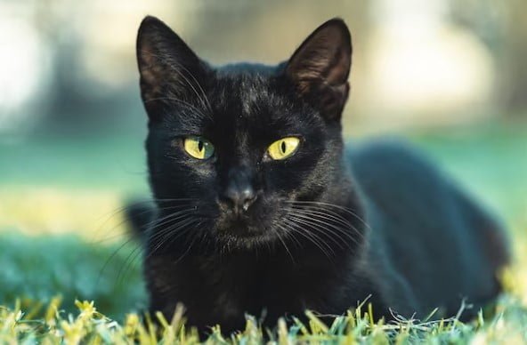 manfaat memelihara kucing menurut islam