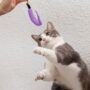Cara Mengatasi Kucing Penakut