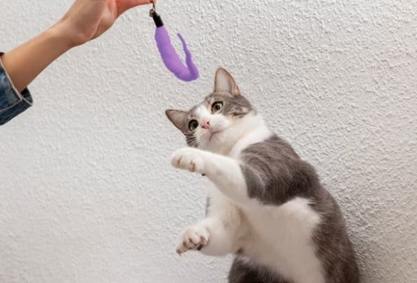 Cara Mengatasi Kucing Penakut