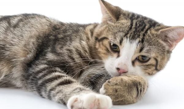 100 Nama Kucing Pembawa Berkah Lengkap dengan Artinya, Ketahui Fakta dan Mitosnya