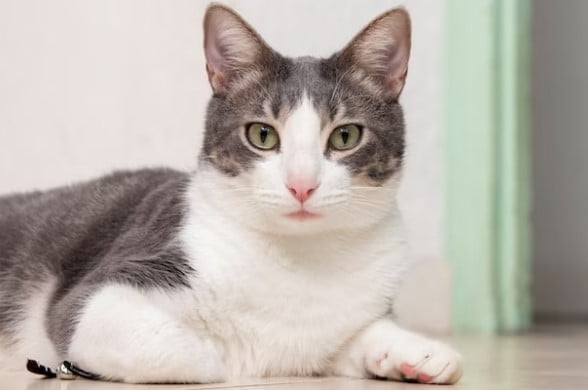 Tanda Kucing Keracunan