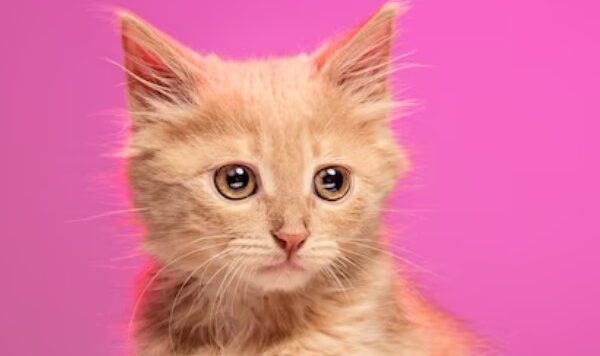 Mengenal Kucing Floppa dan Harganya
