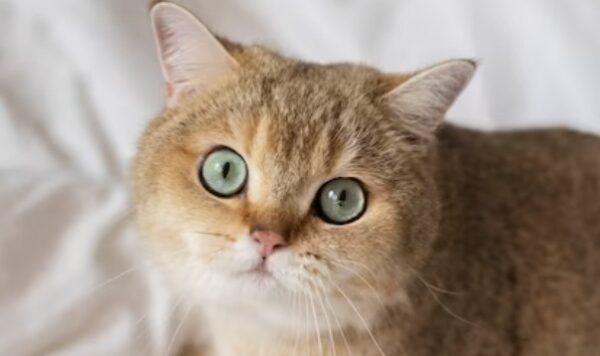 Mengenal Kucing Chartreux dan Harganya