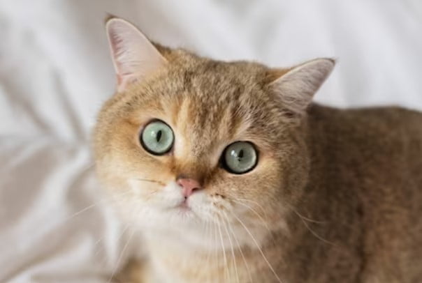 Mengenal Kucing Chartreux dan Harganya
