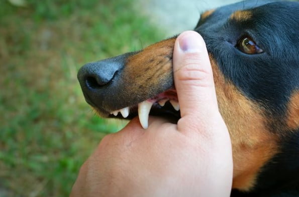 Rabies Adalah Penyakit yang Mematikan, Kenali Penyebabnya Sejak Dini