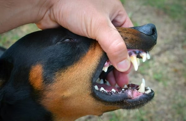 Rabies Pada Manusia Bisa Disembuhkan Dengan Cara Ini