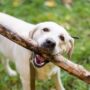 Anjing Rabies: Penyebab dan Cara Mengatasinya