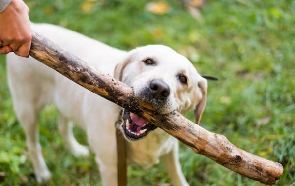 Anjing Rabies: Penyebab dan Cara Mengatasinya
