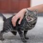 Rabies Kucing dan Cara Mengatasinya Pada Manusia