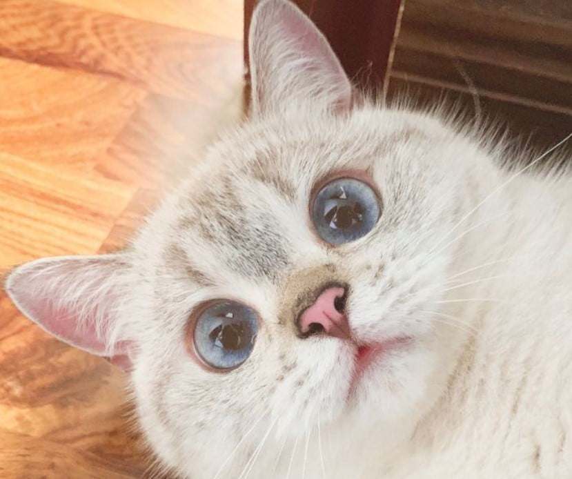 muka kucing kocak