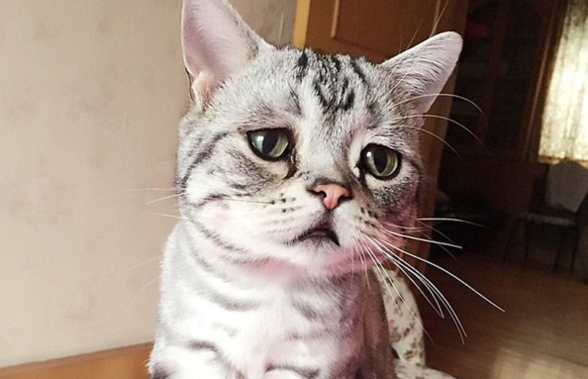 muka kucing kocak