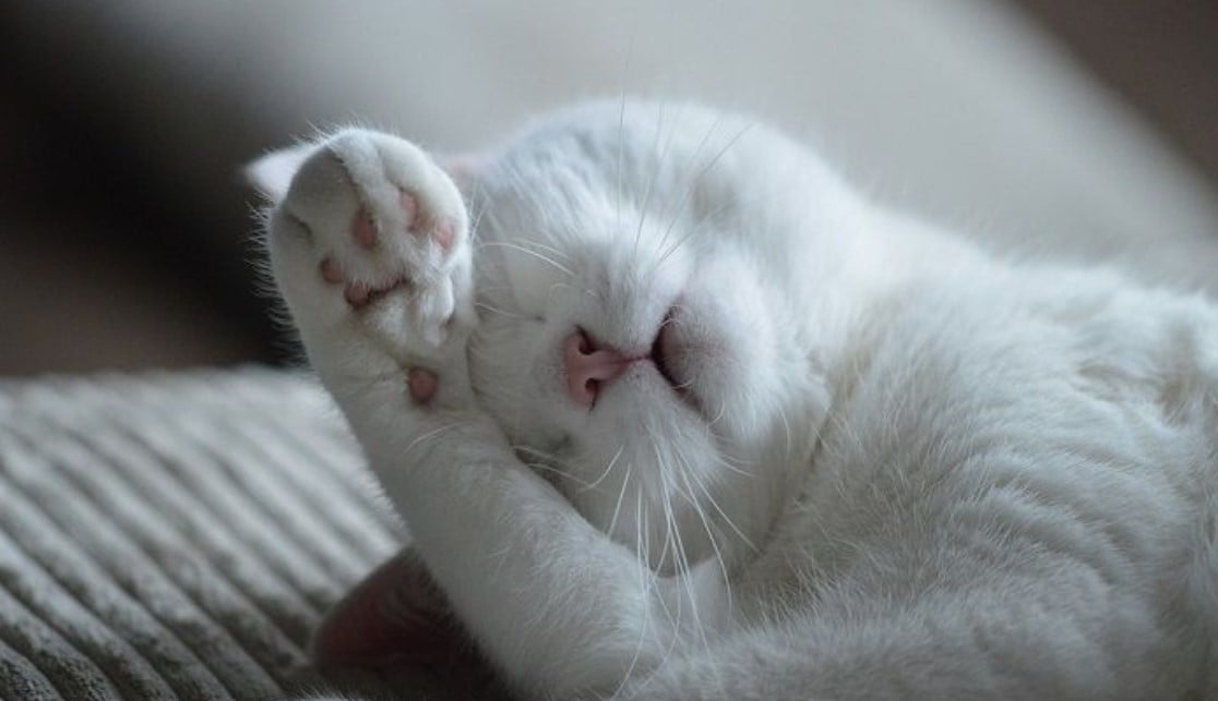 muka kucing kocak