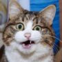 muka kucing kocak