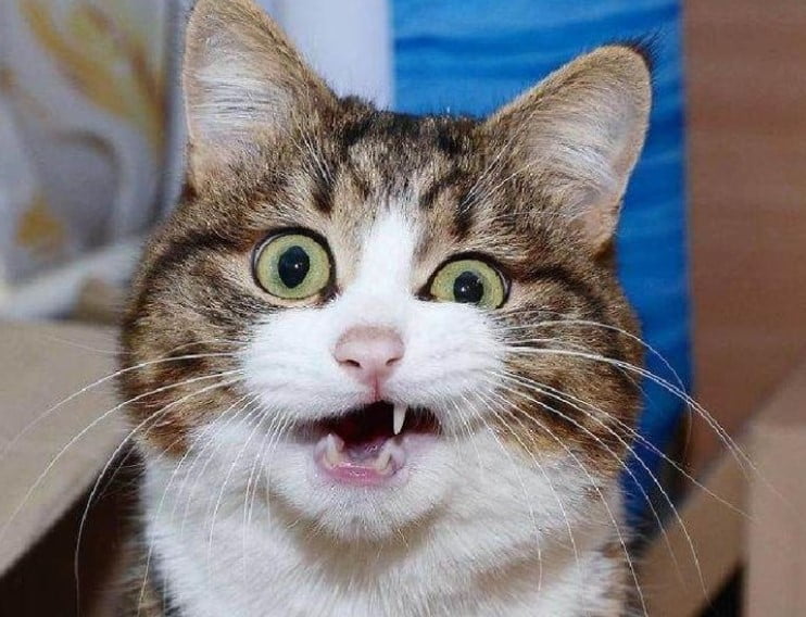 muka kucing kocak