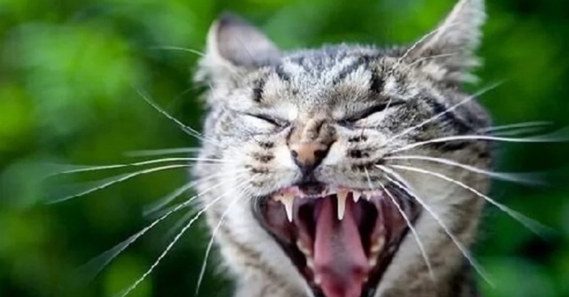 muka kucing kocak