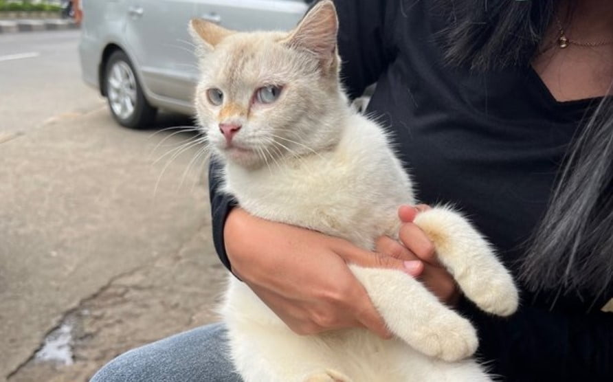 muka kucing kocak
