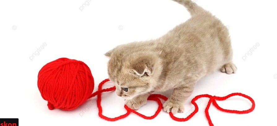 muka kucing kocak