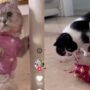 Kucing Lucu