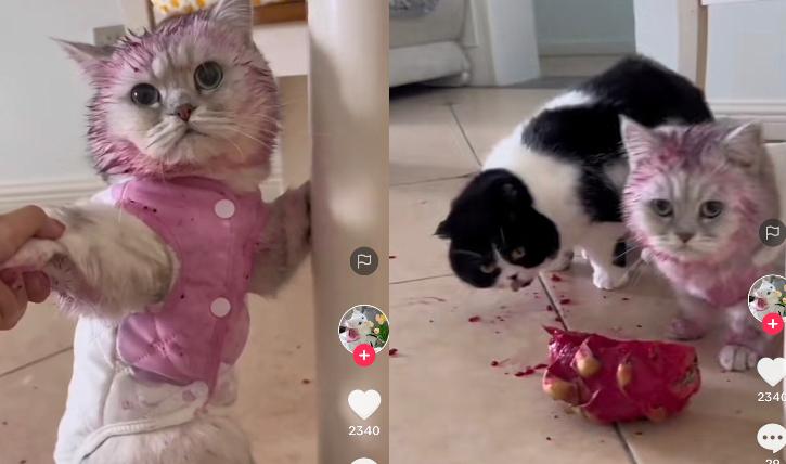 Kucing Lucu