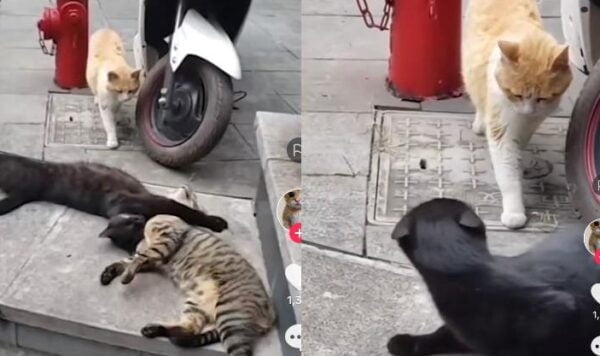 Betapa Sakitnya Hati Kucing Ini Melihat Pujaan Hatinya Selingkuh