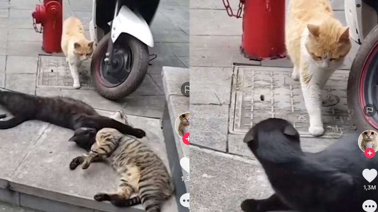 Kucing Selingkuh