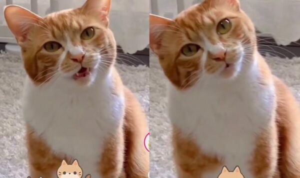 Kucing Bersuara Lucu Ini Bikin Ngakak, Seperti Sulit Keluar