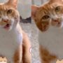Kucing Lucu