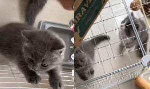 Bertingkah Usil dan Merusak Barang Rumah, Kucing Ini Langsung Dijual