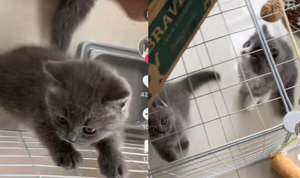 Bertingkah Usil dan Merusak Barang Rumah, Kucing Ini Langsung Dijual
