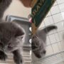 Kucing Nakal