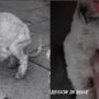 Kucing Sakit