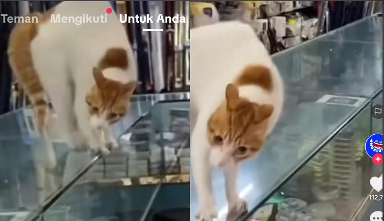 Kucing Lucu