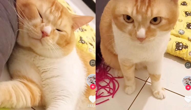 Kucing Pintar