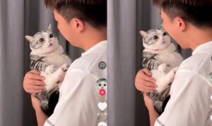 Ekspresi Kucing Ini Saat Main Dengan Pemiliknya, Lucu Banget Bak Boneka
