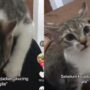 Kucing Lucu