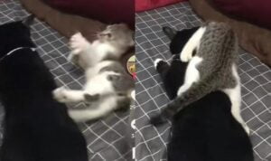 Anak Kucing Usil Ajak Main Ibunya, Netizen Bingung Emaknya Dulu Ngidam Apa
