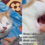 Kucing Kocak