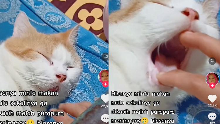 Kucing Kocak