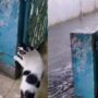 Kucing Lucu