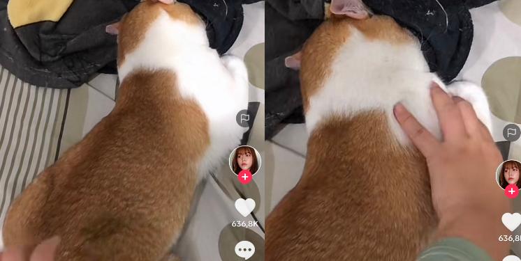 Kucing Lucu
