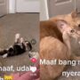 Kucing Lucu