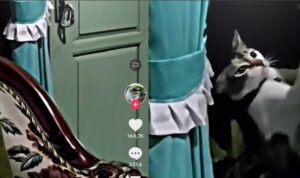 Pulang Larut Malam, Kucing Ini Masuk Diam-diam dan Buka Pintu Rumah Sendiri