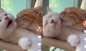 Betapa Mesranya Dua Kucing Ini, Sukses Bikin Baper Sedunia Maya