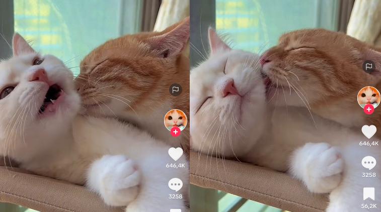 Kucing mesra