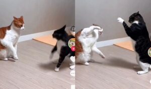 Dua Kucing Berantem Karena Berselisih, Suaranya Bak Lagi Nyanyi