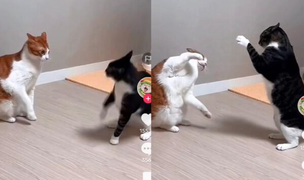 Dua Kucing Berantem Karena Berselisih, Suaranya Bak Lagi Nyanyi