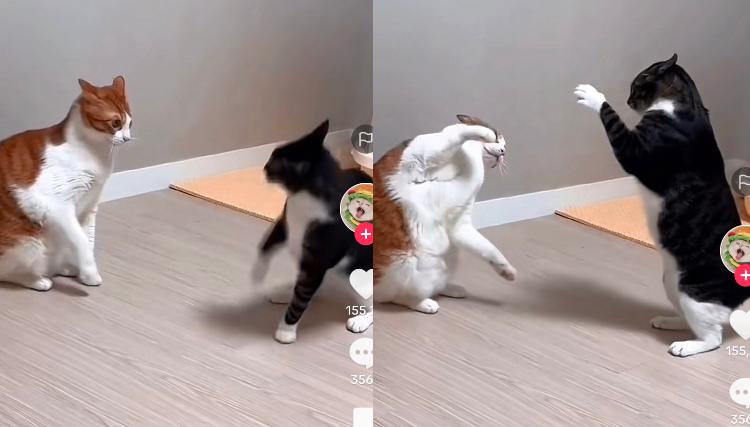 Kucing Berantem
