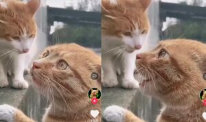 Pertarungan Dua Kucing Oren Ini Menang Epic, Bak Paduan Suara