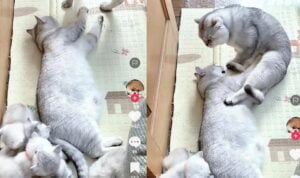 Akibat Usil Dengan Pasangan, Kucing Ini Terkapar Kena Tabok