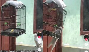 Tingkah Dua Kucing Kerja Sama Tangkap Burung, Malah Bergelantungan Bak Ninja Warrior